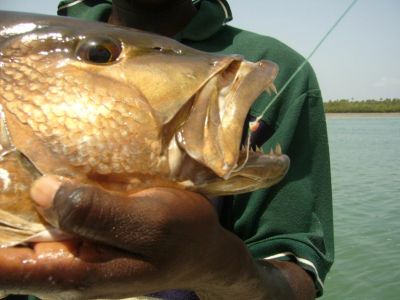 Conseils et techniques pour la pêche sportive dans l'archipel des Bijagos en Guinée Bissau Les hameçons et bas de ligne