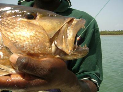 Conseils et techniques pour la pche sportive dans l'archipel des Bijagos en Guine Bissau Les hameons et bas de ligne