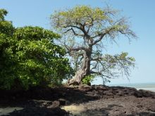 Heavenly island and sport fishing in the Bijagos islands in Guinea Bissau