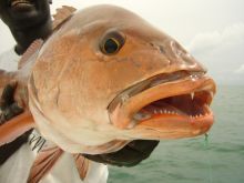 African red snapper, one of the many species you can find in the Bijagos islands