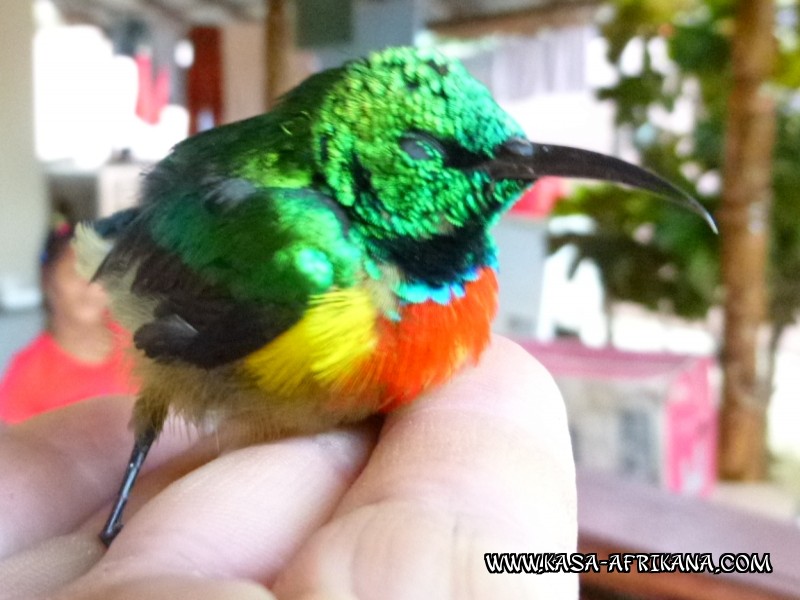 Photos Bijagos Island, Guinea Bissau : Local wildlife - 