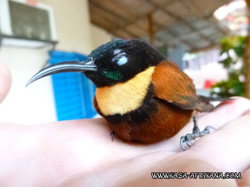 Photos Bijagos Island, Guinea Bissau : Local wildlife - 