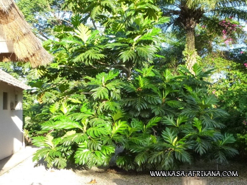 Photos de l'archipel Bijagos Guine Bissau : Jardin de l'hotel - Arbre  pain