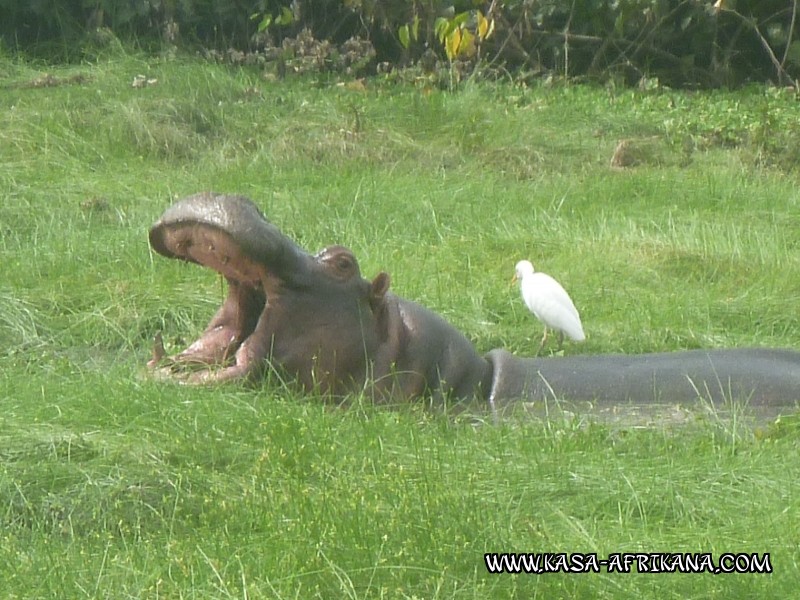 Photos de l'archipel Bijagos Guine Bissau : Faune locale - hippopotame des Bijagos