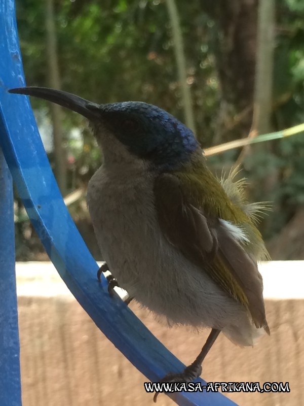 Photos Bijagos Island, Guinea Bissau : Local wildlife - 