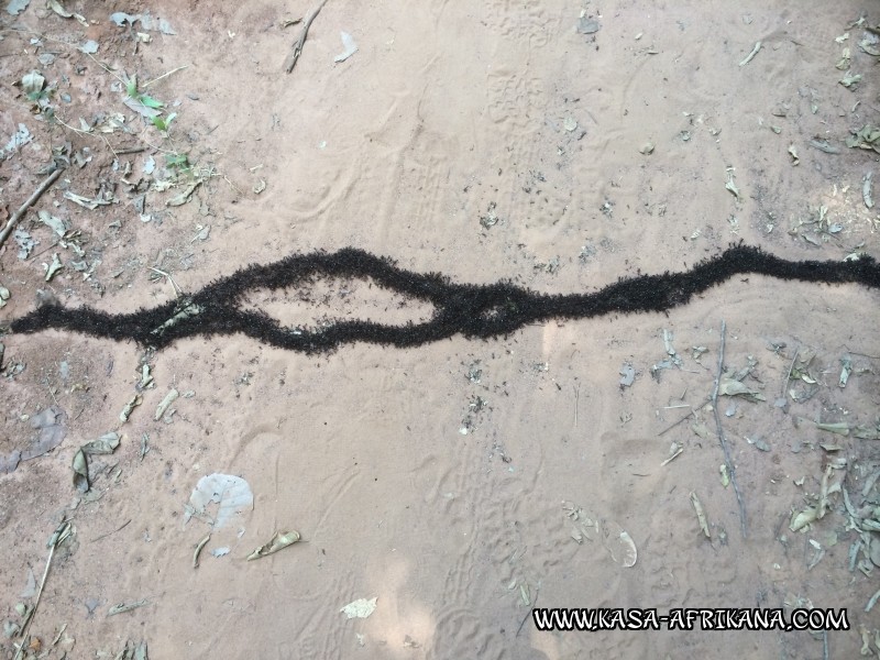 Photos de l'archipel Bijagos Guine Bissau : Faune locale - Fourmis magnans tueuses