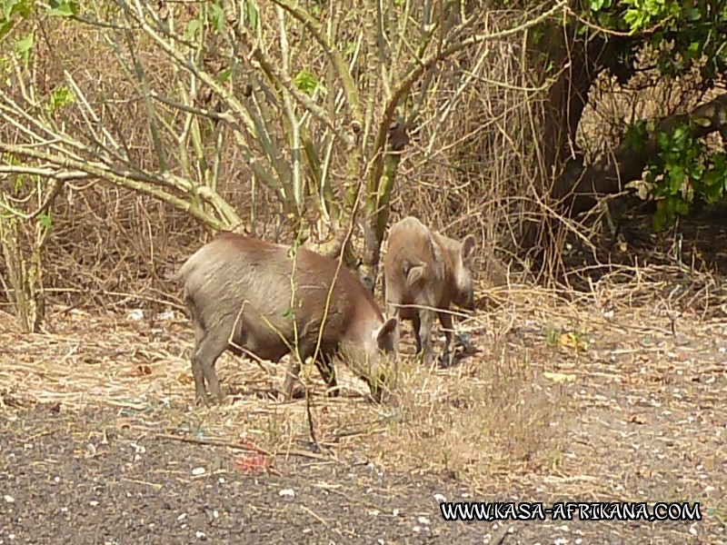 Photos Bijagos Island, Guinea Bissau : Local wildlife - 