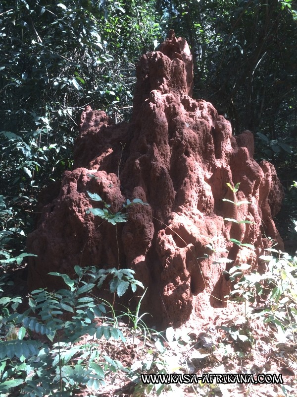 Photos de l'archipel Bijagos Guine Bissau : Pittoresque - Termitire