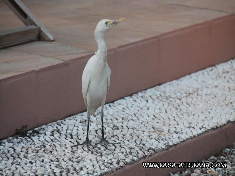 Photos de l'archipel Bijagos Guine Bissau : Faune locale - Hron garde boeuf