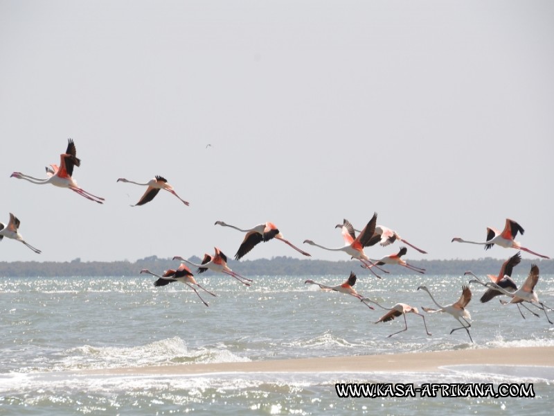 Photos de l'archipel Bijagos Guine Bissau : Faune locale - Flamands roses