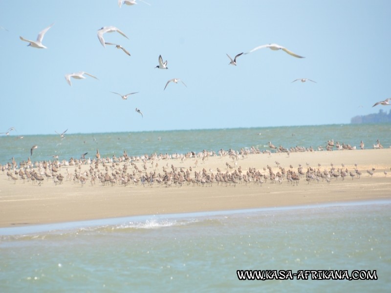 Photos Bijagos Island, Guinea Bissau : Local wildlife - 