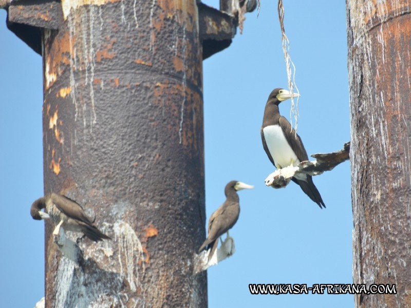 Photos Bijagos Island, Guinea Bissau : Local wildlife - 