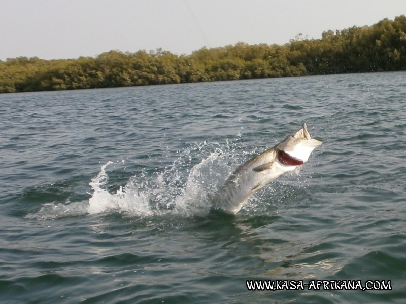 Photos de l'archipel Bijagos Guine Bissau : Pittoresque - Barracuda tarponn