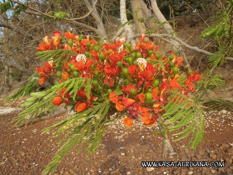 Photos Bijagos Island, Guinea Bissau : The hotel garden - 