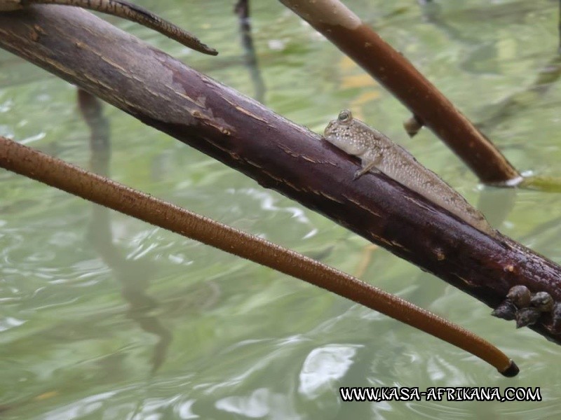 Photos Bijagos Island, Guinea Bissau : Local wildlife - 