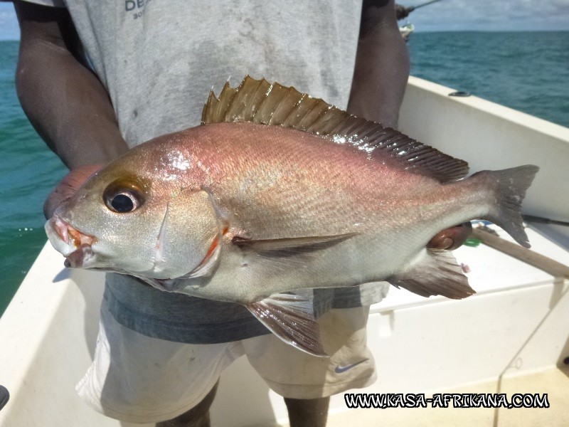 Photos de l'archipel Bijagos Guine Bissau : Poissons de l'archipel - Inconnu