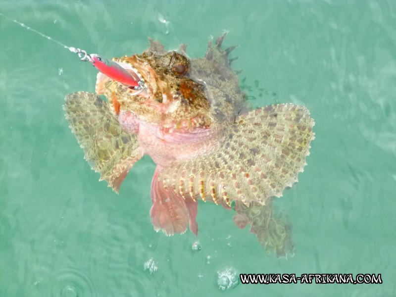 Photos de l'archipel Bijagos Guine Bissau : Poissons de l'archipel - Rascasse tropicale