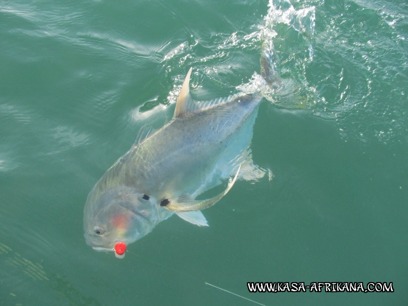 Photos de l'archipel Bijagos Guine Bissau : Poissons de l'archipel - Notre copine