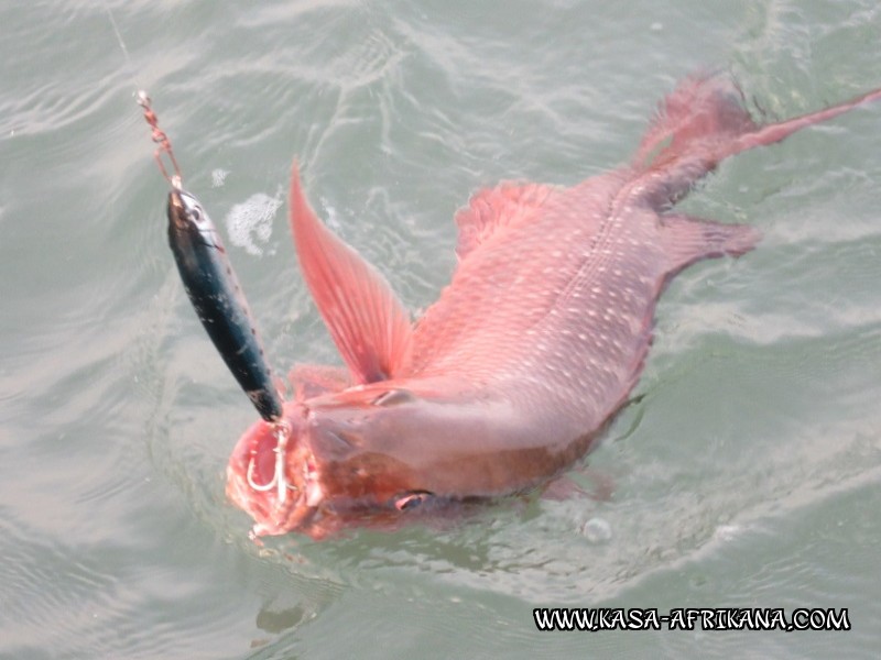 Photos de l'archipel Bijagos Guine Bissau : Poissons de l'archipel - Carpe rouge