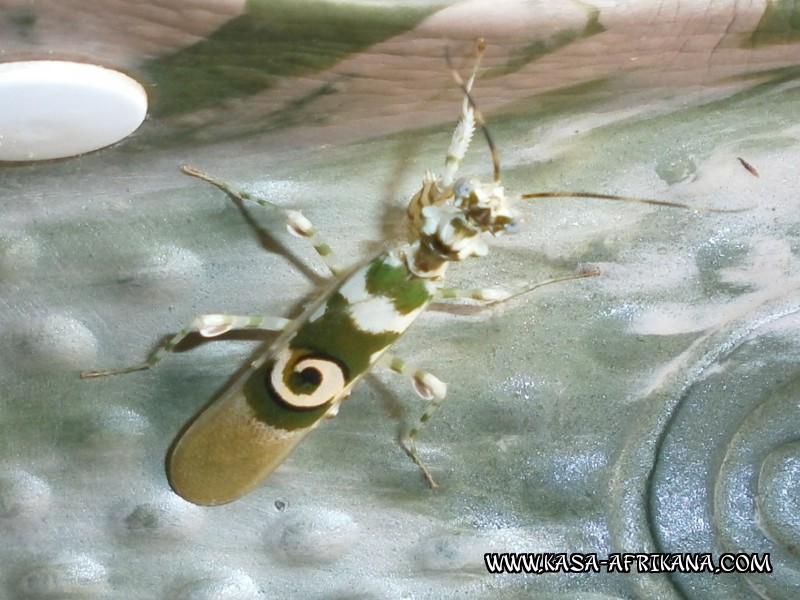 Photos Bijagos Island, Guinea Bissau : Local wildlife - 