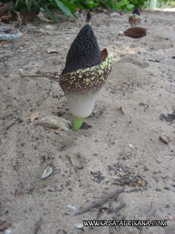 Photos Bijagos Island, Guinea Bissau : Picturesque - 