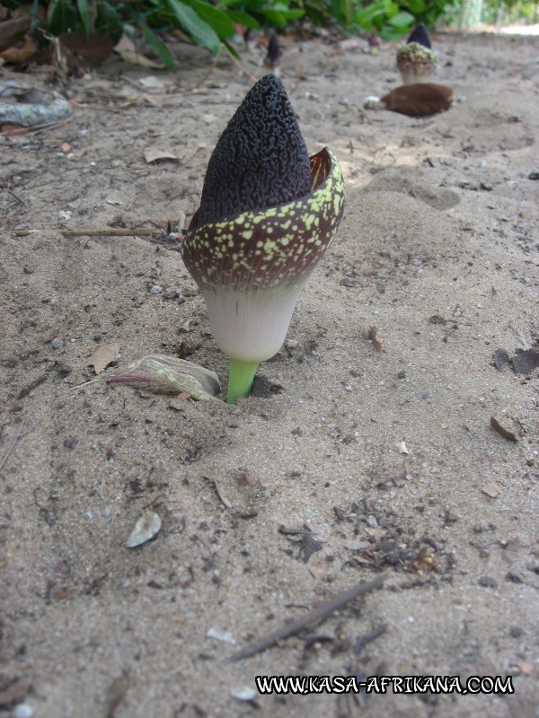 Photos de l'archipel Bijagos Guine Bissau : Pittoresque - Mmm ......la nature !?