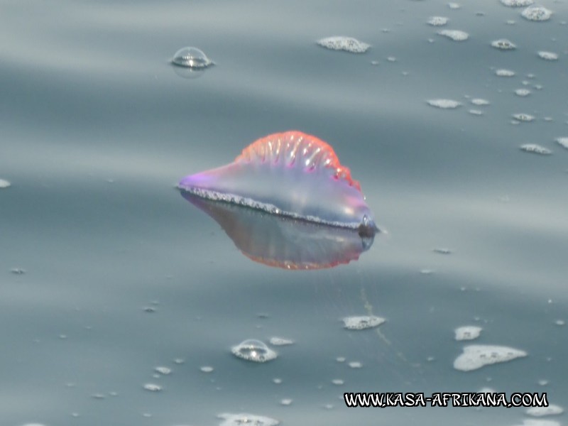 Photos Bijagos Island, Guinea Bissau : Local wildlife - 