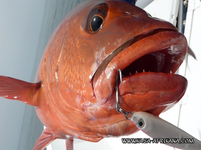 Photos Bijagos Island, Guinea Bissau : Fishes in the archipelago - 