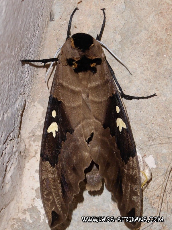 Photos de l'archipel Bijagos Guine Bissau : Faune locale - Papillon de nuit