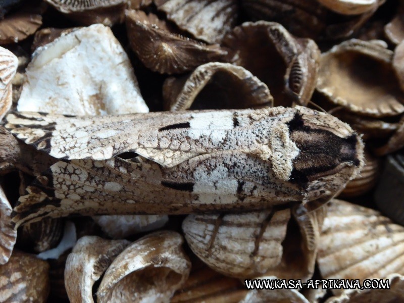 Photos Bijagos Island, Guinea Bissau : Local wildlife - 