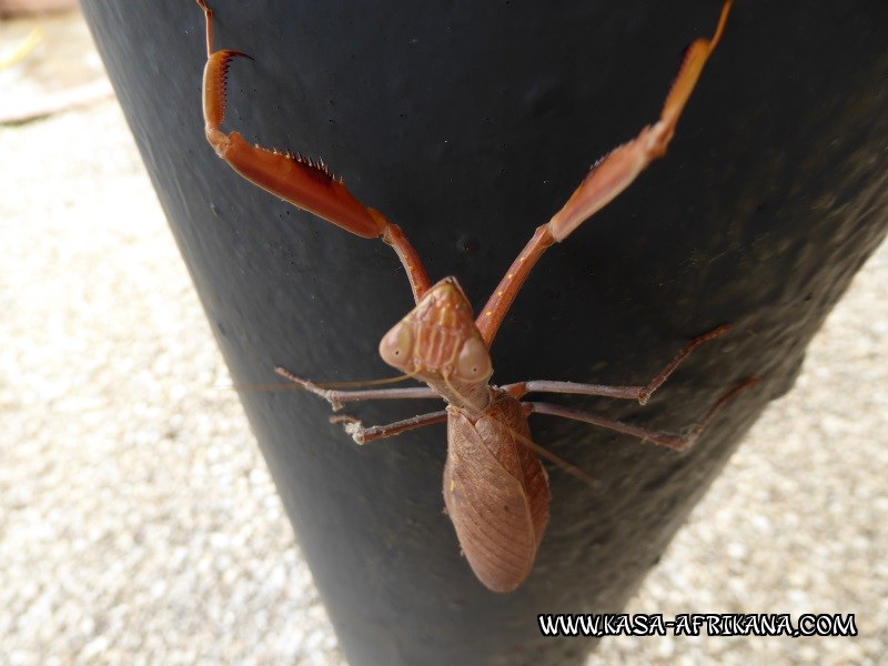 Photos Bijagos Island, Guinea Bissau : Local wildlife - 