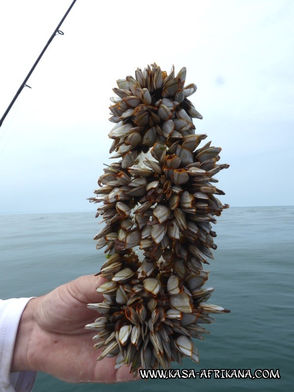 Photos de l'archipel Bijagos Guine Bissau : Pittoresque - Bouteille  la mer ???