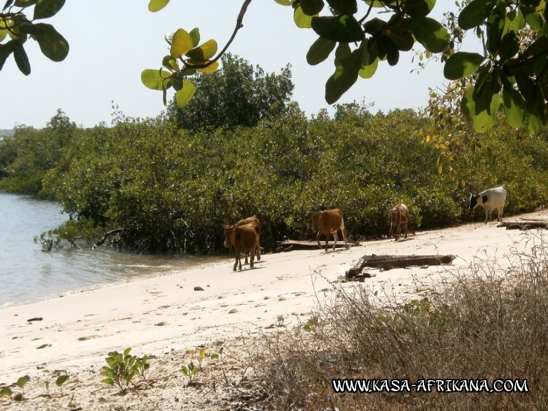 Photos de l'archipel Bijagos Guine Bissau : Paysages - Beach cowing