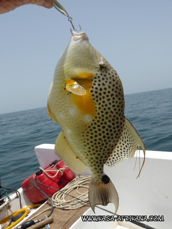 Photos de l'archipel Bijagos Guine Bissau : Poissons de l'archipel - Baliste