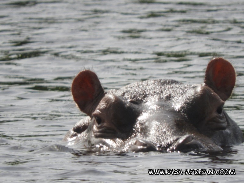 Photos de l'archipel Bijagos Guine Bissau : Faune locale - En cours de navigation