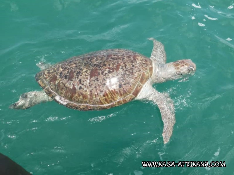 Photos Bijagos Island, Guinea Bissau : Local wildlife - 