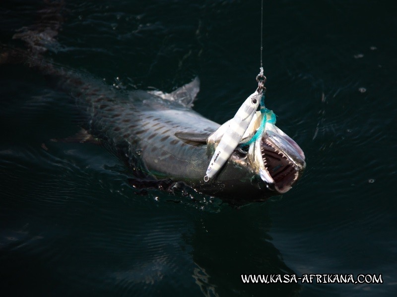 Photos Bijagos Island, Guinea Bissau : Fishes in the archipelago - 