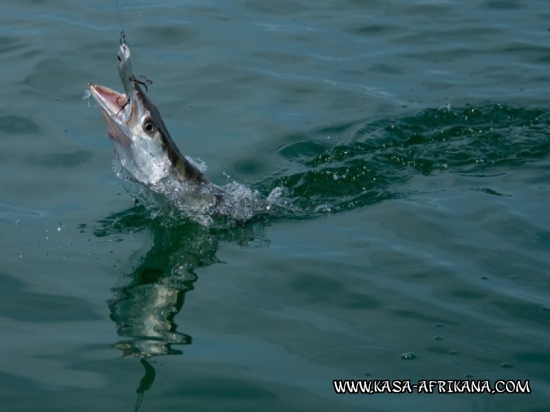 Photos de l'archipel Bijagos Guine Bissau : Poissons de l'archipel - notre passion