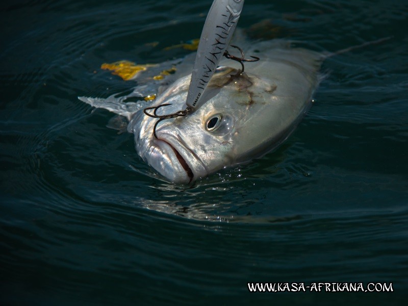 Photos Bijagos Island, Guinea Bissau : Fishes in the archipelago - 