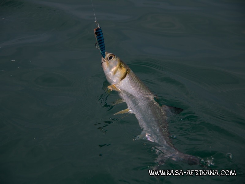 Photos Bijagos Island, Guinea Bissau : Fishes in the archipelago - 