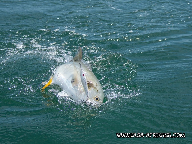 Photos Bijagos Island, Guinea Bissau : Fishes in the archipelago - 