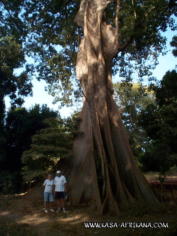 Photos de l'archipel Bijagos Guine Bissau : Paysages - Grand fromager