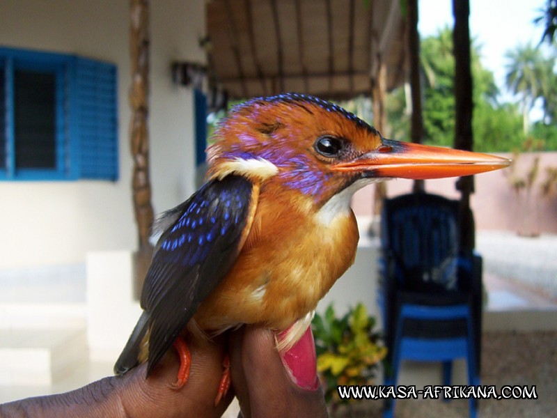 Photos Bijagos Island, Guinea Bissau : Local wildlife - Local wildlife