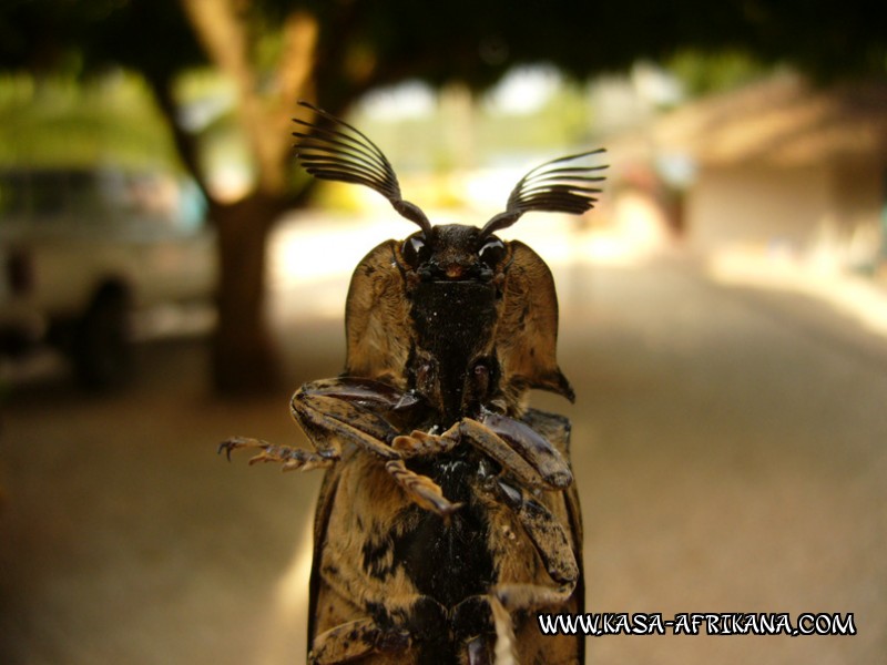 Photos de l'archipel Bijagos Guinée Bissau : Faune locale - Alien, le retour !