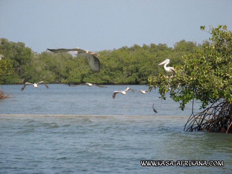 Photos de l'archipel Bijagos Guine Bissau : Faune locale - Plicans