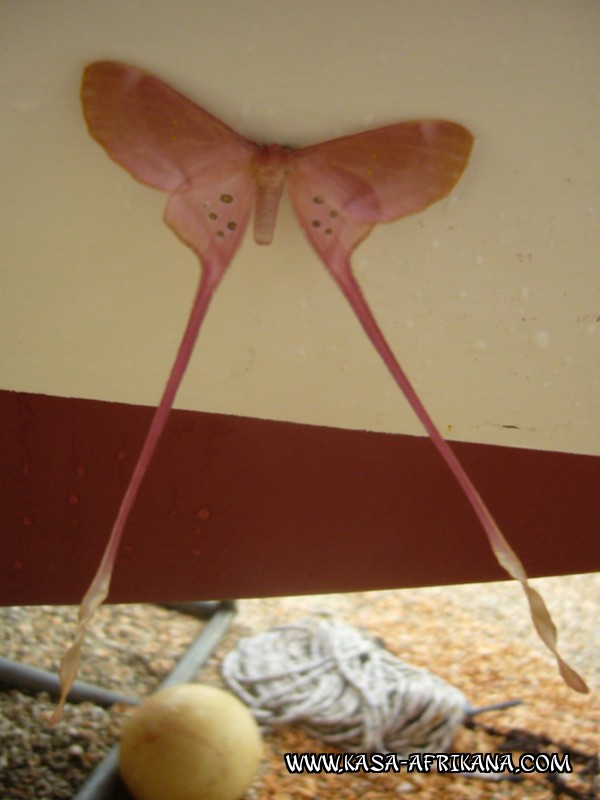 Photos Bijagos Island, Guinea Bissau : Local wildlife - Butterfly