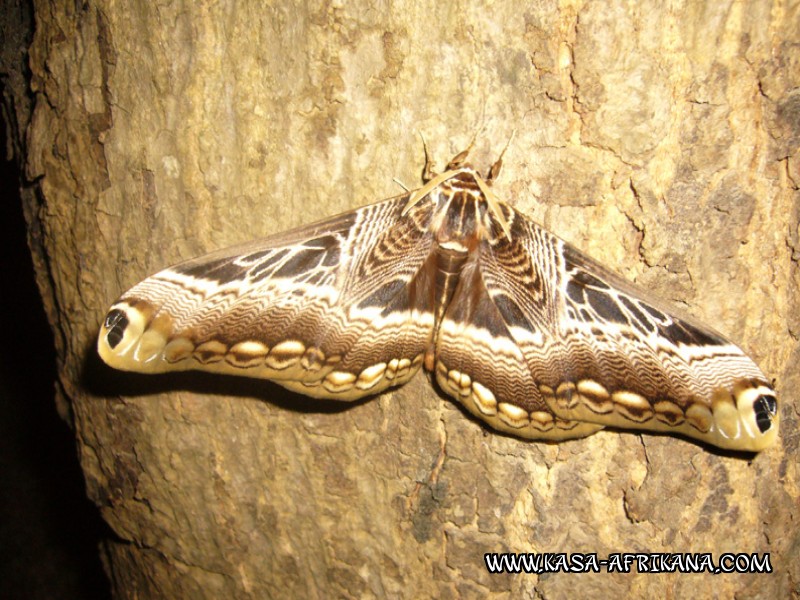 Photos de l'archipel Bijagos Guine Bissau : Faune locale - Papillon