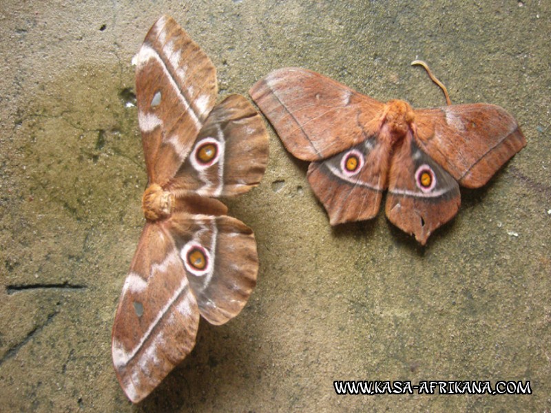 Photos de l'archipel Bijagos Guine Bissau : Faune locale - Papillon