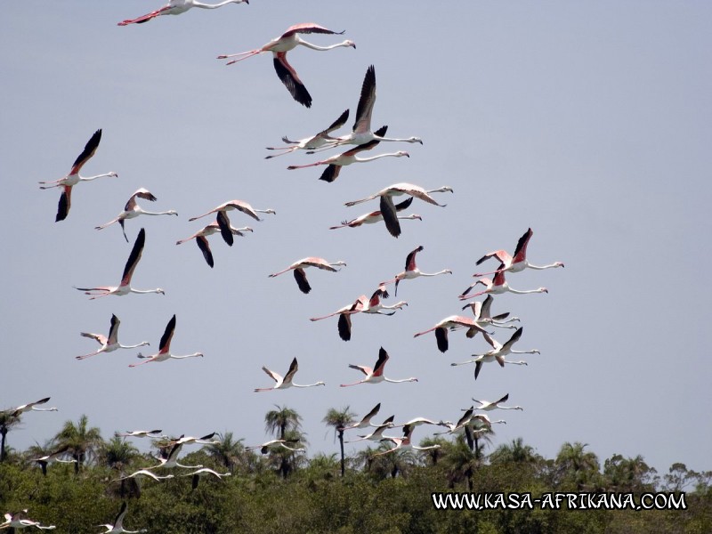 Photos Bijagos Island, Guinea Bissau : Local wildlife - Pink flamingo