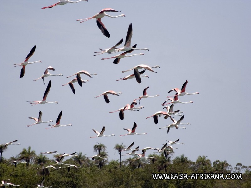 Photos de l'archipel Bijagos Guine Bissau : Faune locale - Flamands roses